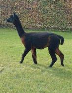 Alpaca hengst zwart, Animaux & Accessoires, Juin, Mâle