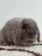 Nhd voedster, Dieren en Toebehoren, Dwerg