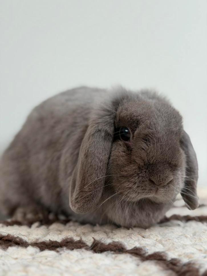 Infirmière NHD, Animaux & Accessoires, Lapins, Nain