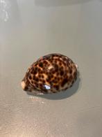 Escargot de Kauri, Enlèvement ou Envoi