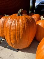 Halloween pompoenen en gewone pompoenen, Diversen, Levensmiddelen, Ophalen