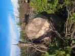 Beuk hout op stam, Ophalen