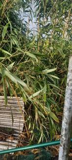 GRATIS BAMBOE, Tuin en Terras, Ophalen