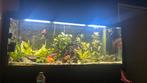 7 X TORPEDOBARBELEN TE KOOP, Animaux & Accessoires, Poissons | Aquariums & Accessoires, Comme neuf, Enlèvement