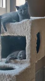 BRITSE KORTHAAR KITTENS MET STAMBOOM, Dieren en Toebehoren, Katten en Kittens | Raskatten | Korthaar, Gechipt, 0 tot 2 jaar