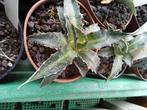 agave lophantha, Tuin en Terras, Ophalen