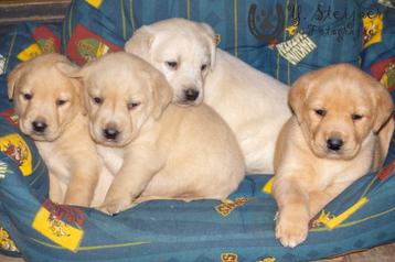 labrador pups, blond, beide ouders zijn hier aanwezig beschikbaar voor biedingen