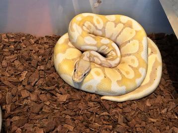 1.0 ball python - banana pastel beschikbaar voor biedingen