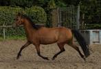Welsh 🌟 merrie, Merrie, Gechipt, C pony (1.27m tot 1.37m), 7 tot 10 jaar