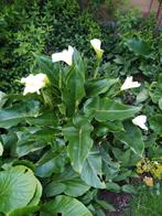Bloeiende arondskelk plant buiten in tuin, Jardin & Terrasse, Bulbes & Semences, Enlèvement