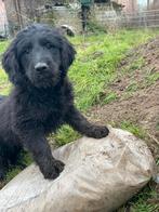 Mooi zwart goldendoodle pup!, Animaux & Accessoires, Chiens | Retrievers, Épagneuls & Chiens d'eau, Golden retriever, Plusieurs