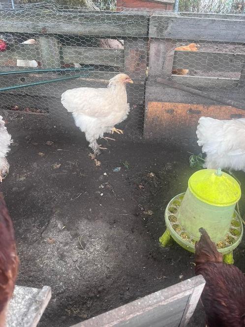Brahma kip hen lemon pyle + 3 leghennen, Dieren en Toebehoren, Pluimvee