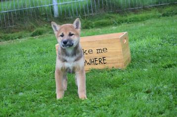 Shiba inu pups verschillende kleuren beschikbaar voor biedingen