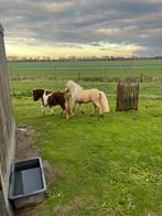 Mini paardjes, Dieren en Toebehoren, Pony's