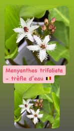 Menyanthes trifoliata (trèfle d’eau), Plein soleil, Printemps, Plantes de bassin, Plante fixe
