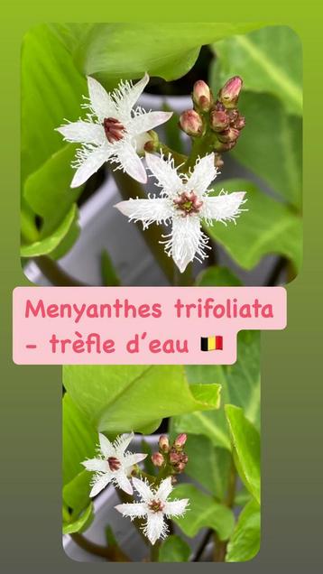 Menyanthes trifoliata (waterklaver)