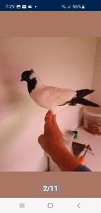 Sierduiven, Dieren en Toebehoren, Vogels | Duiven