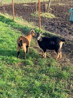 Geit, Animaux & Accessoires, Moutons, Chèvres & Cochons, Femelle, Chèvre, 0 à 2 ans