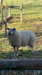 Ram, Animaux & Accessoires, Moutons, Chèvres & Cochons, Mâle, Mouton, 0 à 2 ans