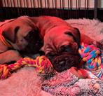 Bullmastiff pups, Dieren en Toebehoren, Honden | Bulldogs, Pinschers en Molossers, België, Fokker | Hobbymatig, CDV (hondenziekte)