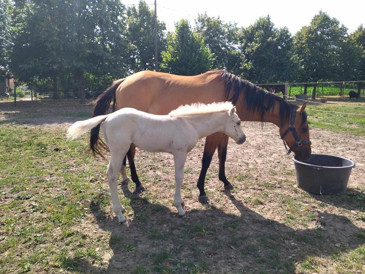 Quarter hengstveulen, Dieren en Toebehoren, Paarden, Hengst, Niet van toepassing, Minder dan 160 cm, 0 tot 2 jaar, Westernpaard