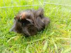 Cavia's, Animaux & Accessoires, Rongeurs