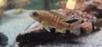 Aulonocara baenschi benga malawi cichliden hobbykweek, Dieren en Toebehoren, Vissen | Aquariumvissen, Vis, Zoetwatervis