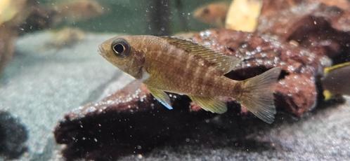 Aulonocara baenschi benga malawi cichliden hobbykweek, Dieren en Toebehoren, Vissen | Aquariumvissen, Zoetwatervis, Vis