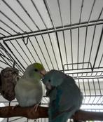 2 forpussen te koop + kooi + toebehoren, Dieren en Toebehoren, Vogels | Parkieten en Papegaaien, Meerdere dieren, Dwergpapegaai of Agapornis