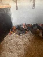 Jonge leghorn, Dieren en Toebehoren, Vrouwelijk, Kip