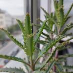 Stekjes mother of thousands, Ophalen