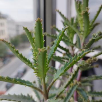 Stekjes mother of thousands  beschikbaar voor biedingen