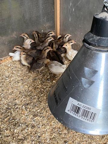 Poussins, Sexe inconnu, Poule ou poulet