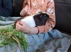 Gecastreerd beertje, Dieren en Toebehoren, Oktober, Mannelijk, Cavia