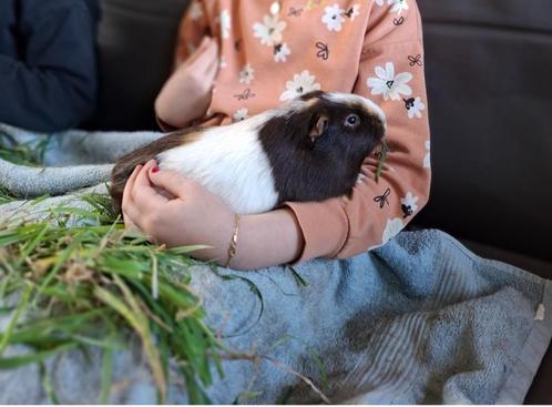 Gecastreerd beertje, Dieren en Toebehoren, Knaagdieren, Mannelijk, Cavia, Oktober