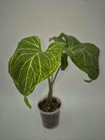 Syngonium Batik, Huis en Inrichting, Kamerplanten, Ophalen of Verzenden