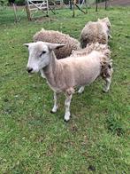 Jonge Nolana schapen