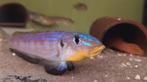 Enantiopus Melanogenys Kilesa F1, Dieren en Toebehoren, Vissen | Aquariumvissen, Vis, Zoetwatervis
