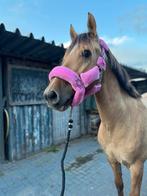 10 jarige Andalusiër kruising lusitano valk ruin te koop, Dieren en Toebehoren, Paarden, Gechipt, B, Ruin, 7 tot 10 jaar