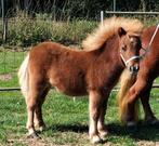 7 jarige dragende mini shetlandpony met haar merrieveulen, Dieren en Toebehoren, Merrie, Niet van toepassing, A pony (tot 1.17m)