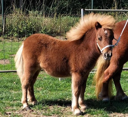 7 jarige dragende mini shetlandpony met haar merrieveulen, Dieren en Toebehoren, Pony's, Merrie, Niet van toepassing, A pony (tot 1.17m)