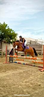 D pony (ruin), Dieren en Toebehoren, Ruin