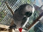 Male gris du gabon, Dieren en Toebehoren, Vogels | Parkieten en Papegaaien, Mannelijk, Papegaai, Pratend