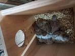 Blackface grasparkieten, Dieren en Toebehoren