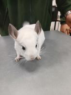 Jonge chinchilla bokjes, Chinchilla, Mâle, Domestique, Mai