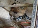 poule, Vrouwelijk, Kip