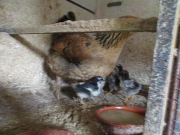 poule beschikbaar voor biedingen