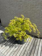 Japanse Esdoorn: Acer Palmatum “ Dissectum “, In pot, Minder dan 100 cm, Halfschaduw, Lente