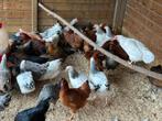 Legkippen verschillde kleuren, Dieren en Toebehoren, Pluimvee