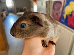 Cavia beertje, Dieren en Toebehoren, Knaagdieren, Mannelijk, Cavia, Tam